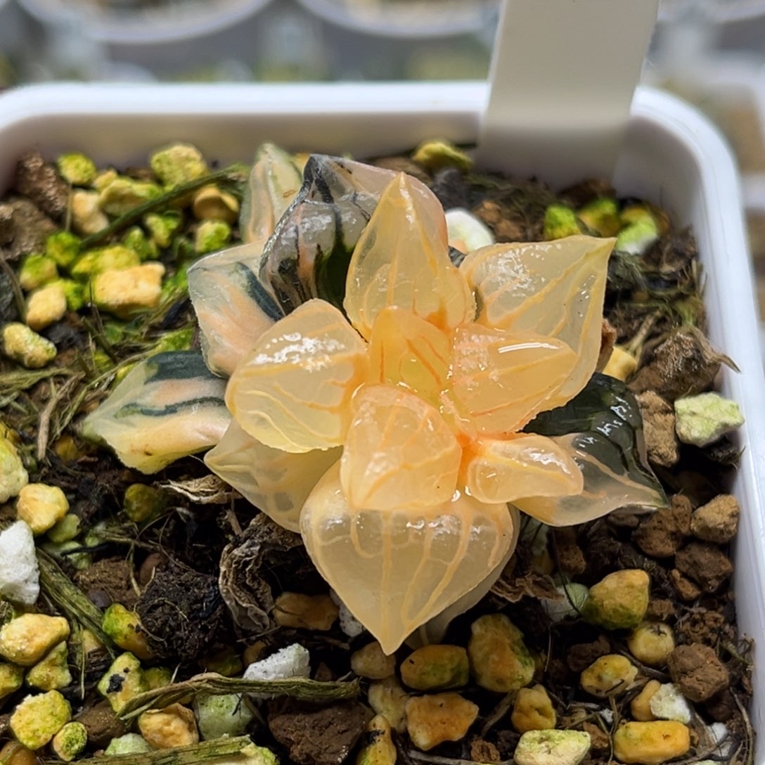 18西瓜寿锦（根一般介意勿拍）福利专场