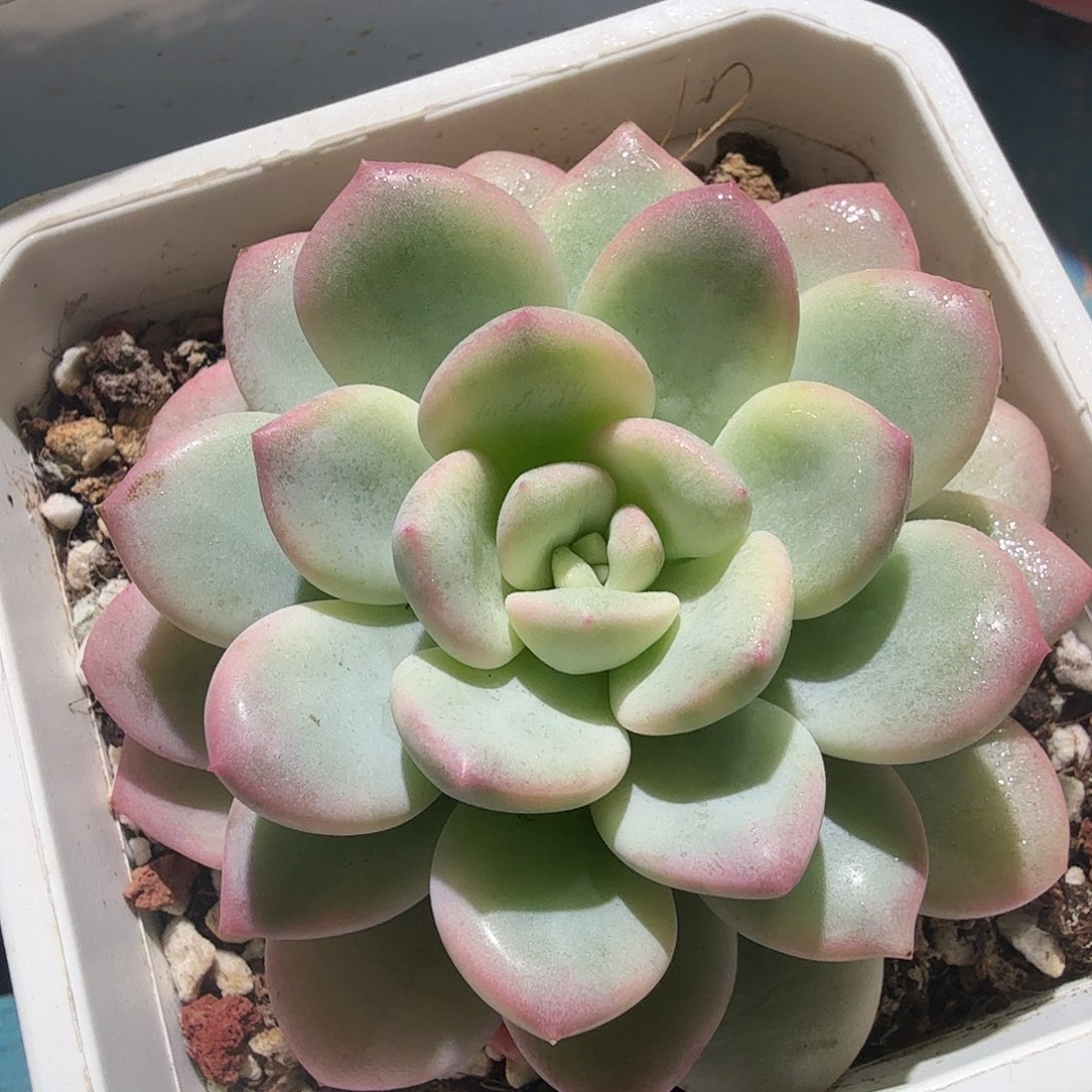 拉丝雨锦，多肉植物