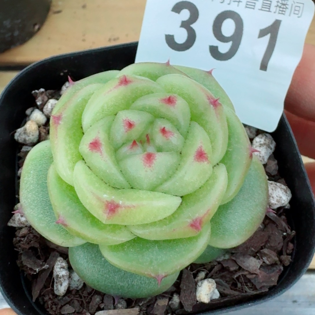 宝拉珍妮       多肉植物