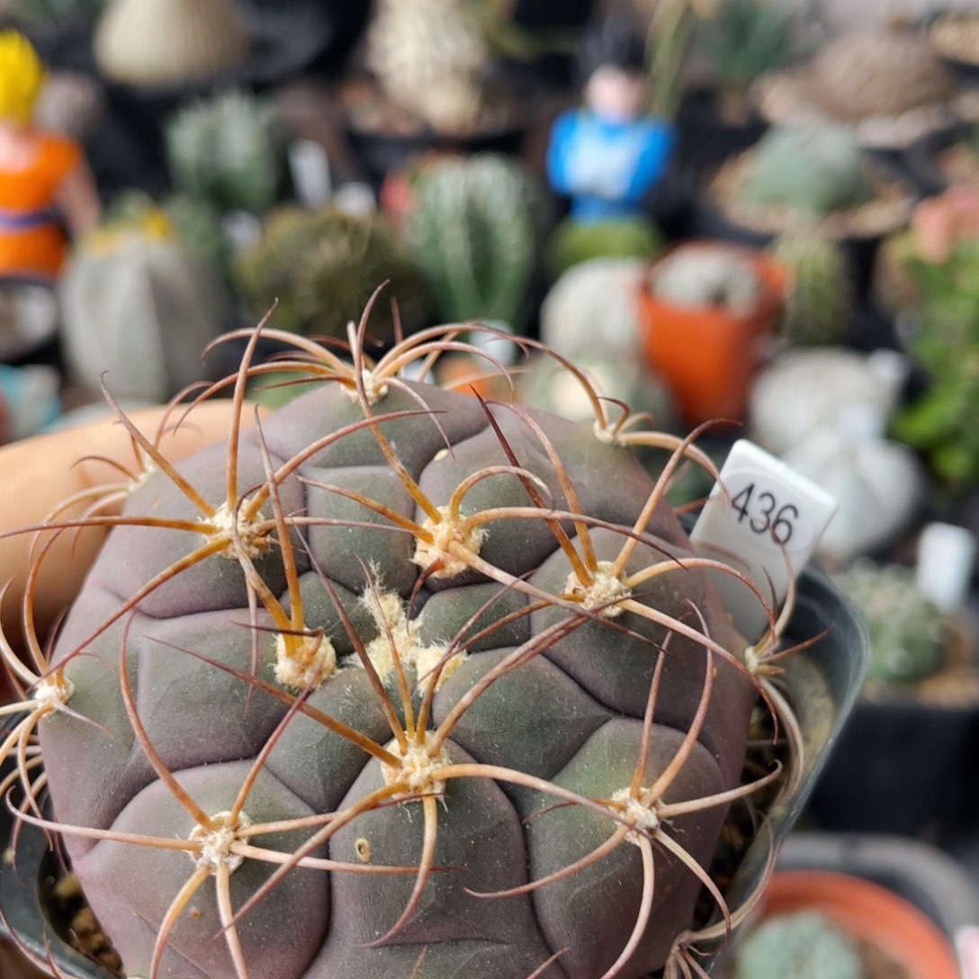 仙人球满28包邮盆口径5公分天紫玉