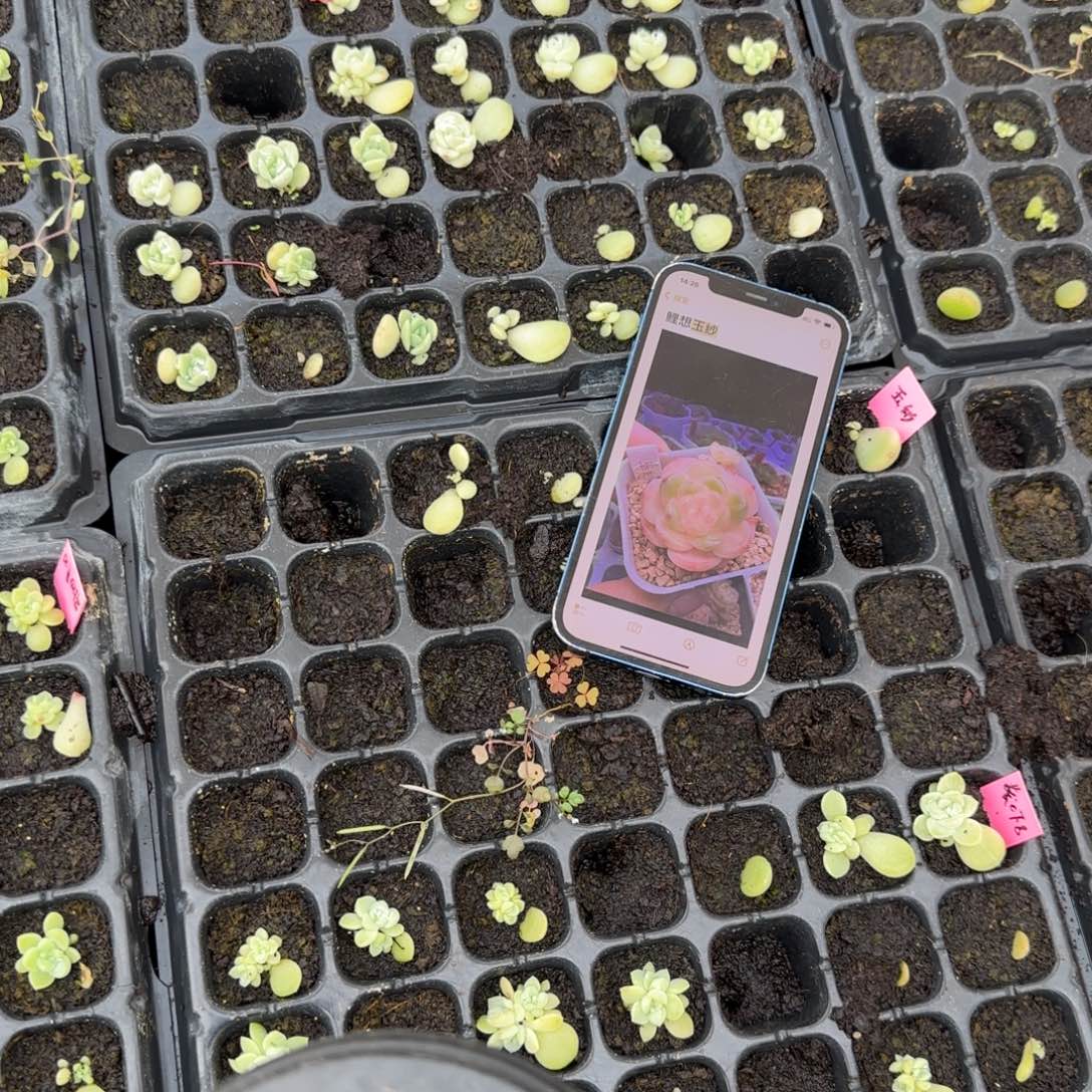 玉纱穴一个满25包邮