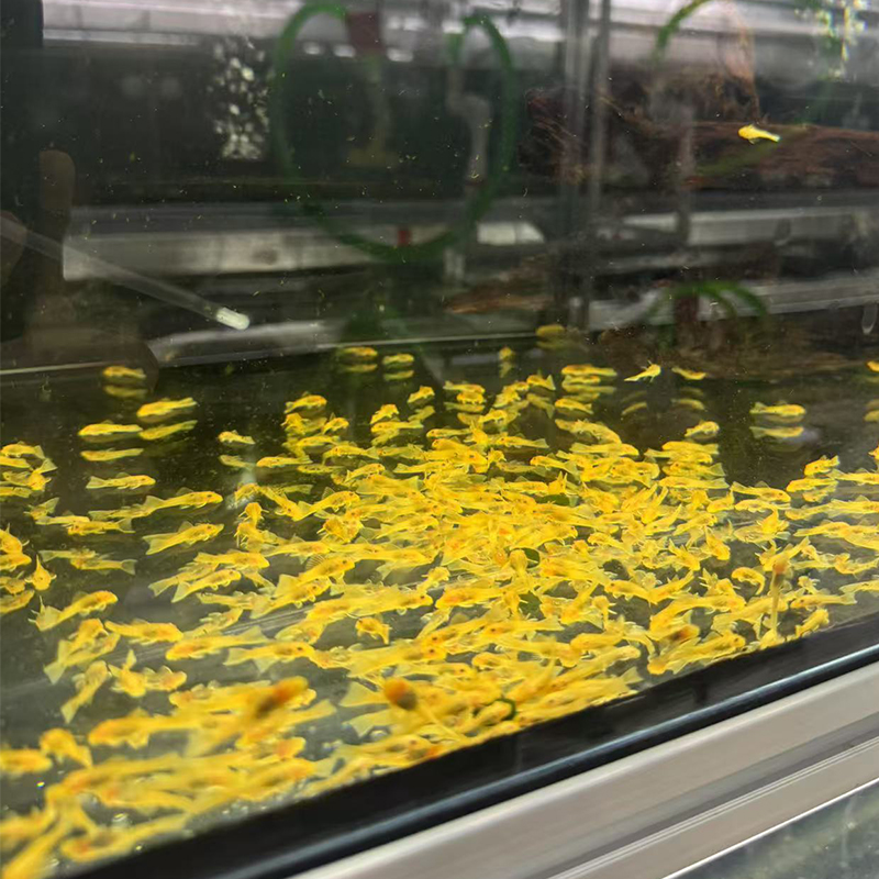 黄金胡子2.5CM-3CM福袋专用 包邮不包损