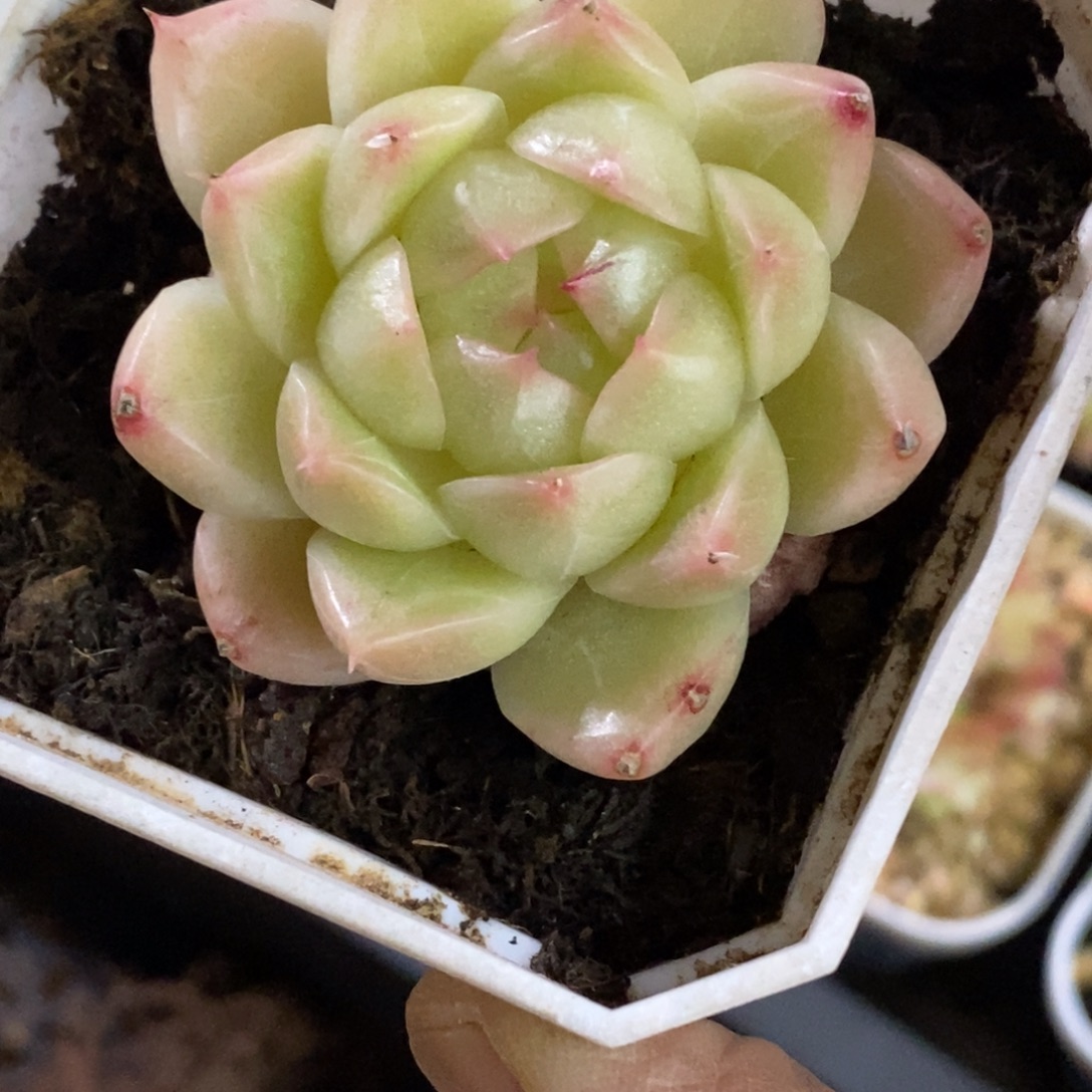 精品多肉一物一拍不包整409