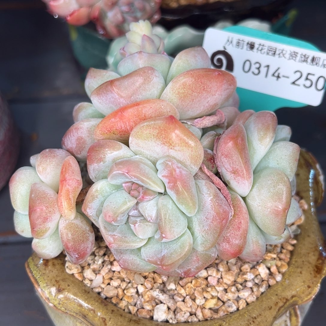 从前慢多肉精选编号0314.250