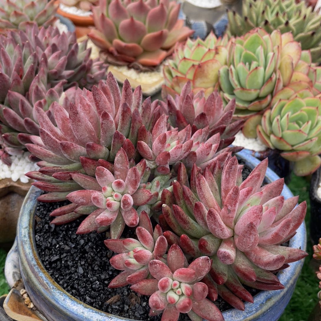 多肉植物盆栽多肉