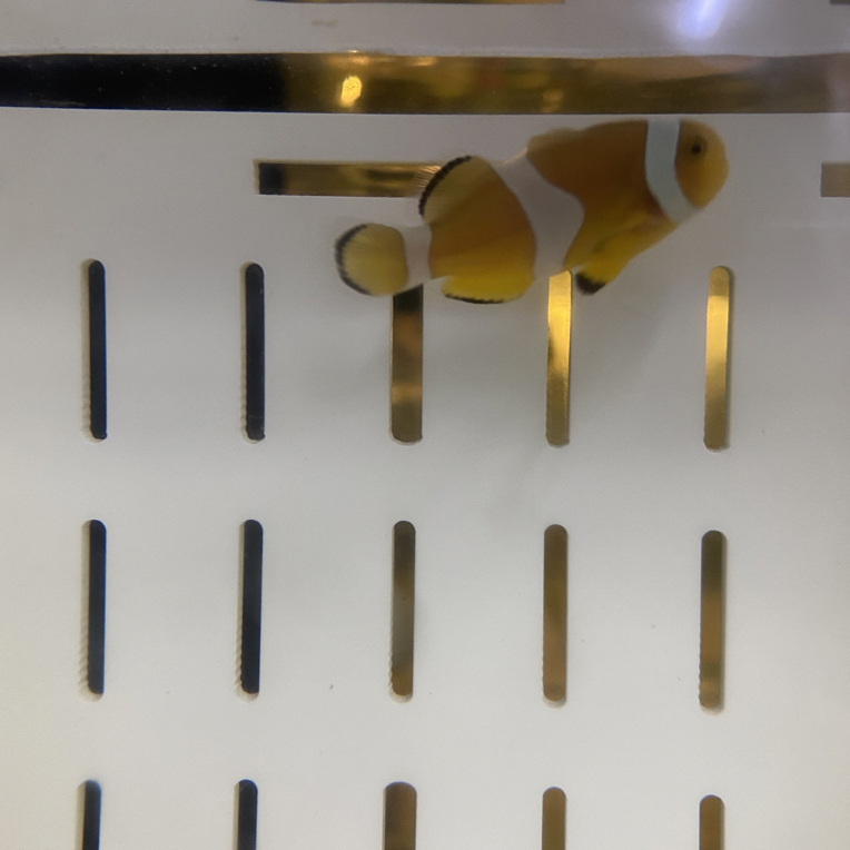 精品（2.5-3）人工繁殖公子小丑尼莫海水鱼可钻海葵适合混养观赏鱼