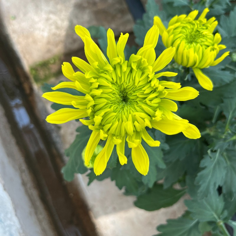 新品大花型青柠烟花菊盆栽室内室外阳台好养植物多年生