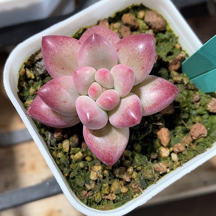 多肉植物金鱼姬7321