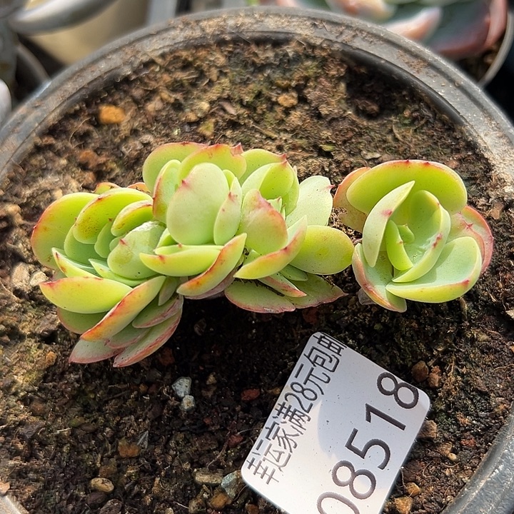 翡***姐幸运的是我还没遇到你