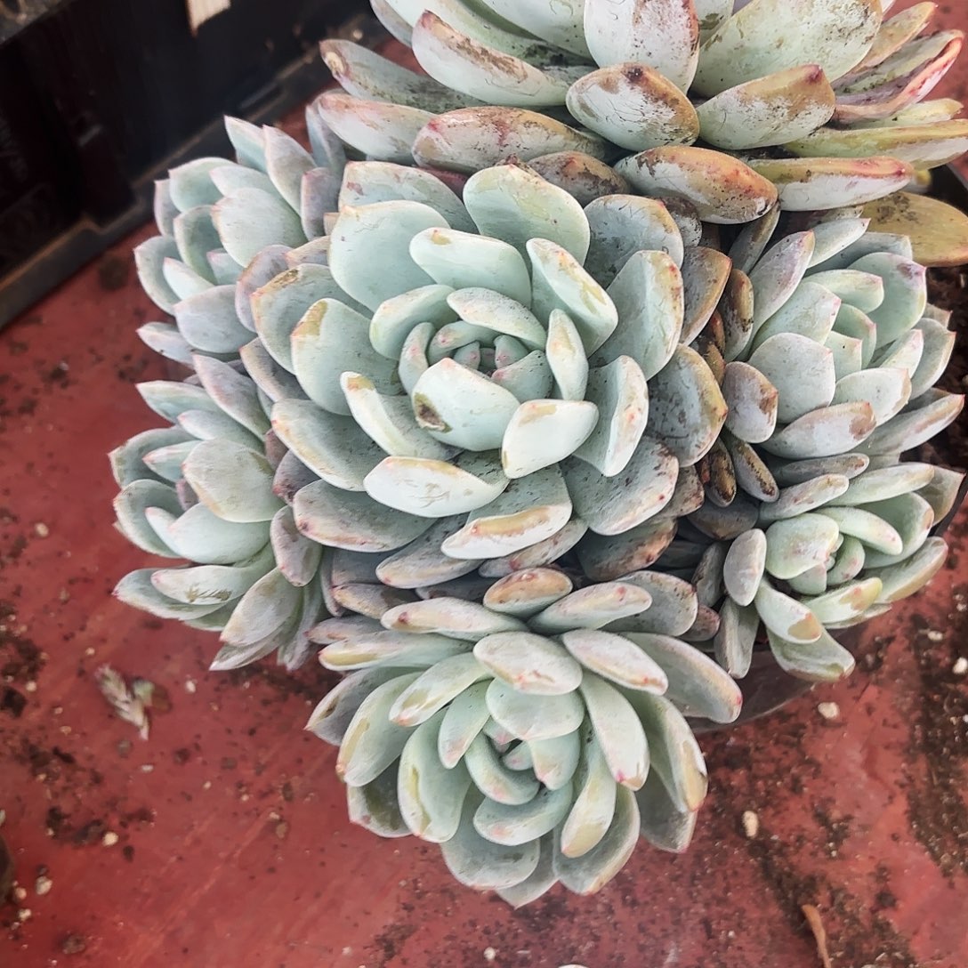 多肉植物梦露多头