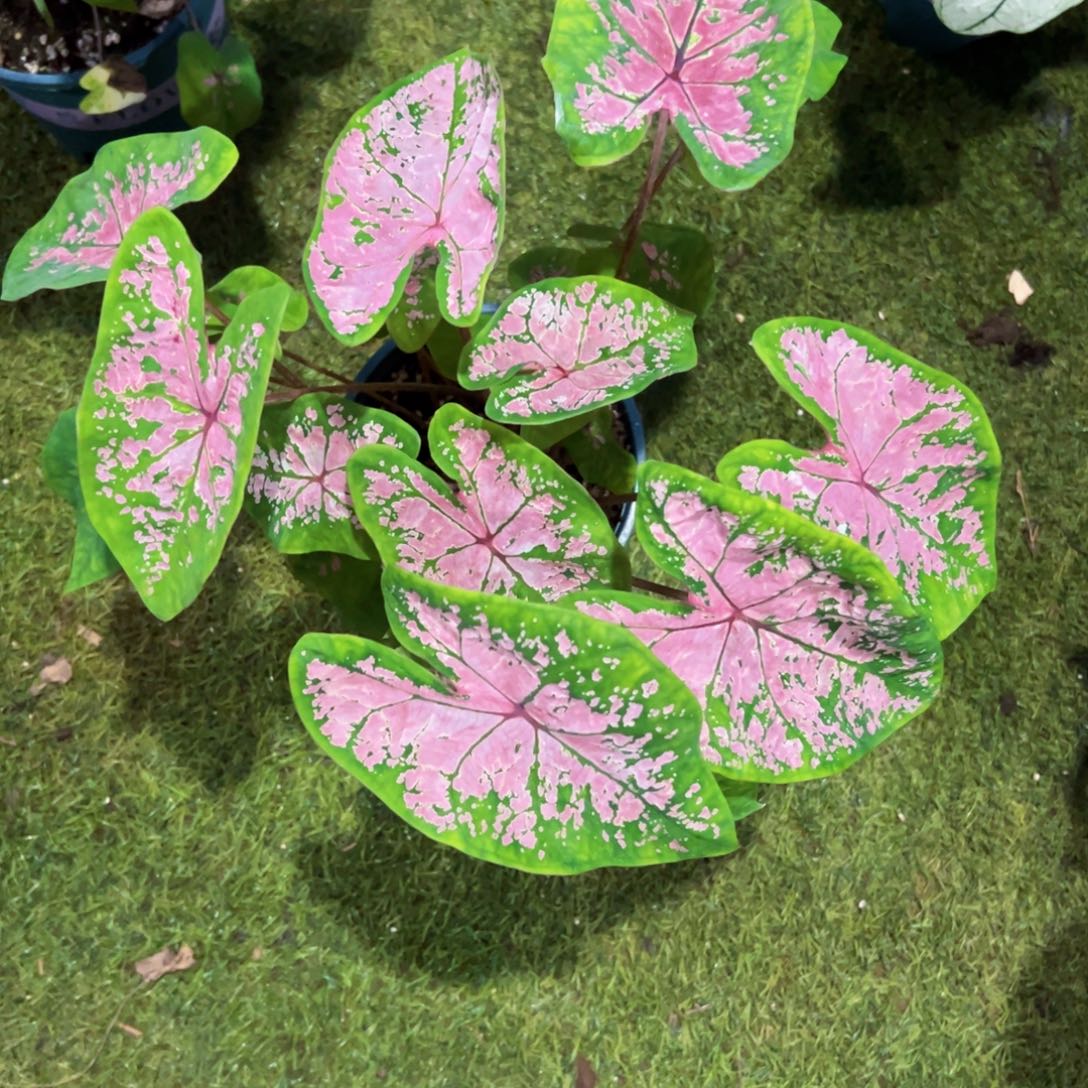 无花朵粉色飞溅彩叶芋56