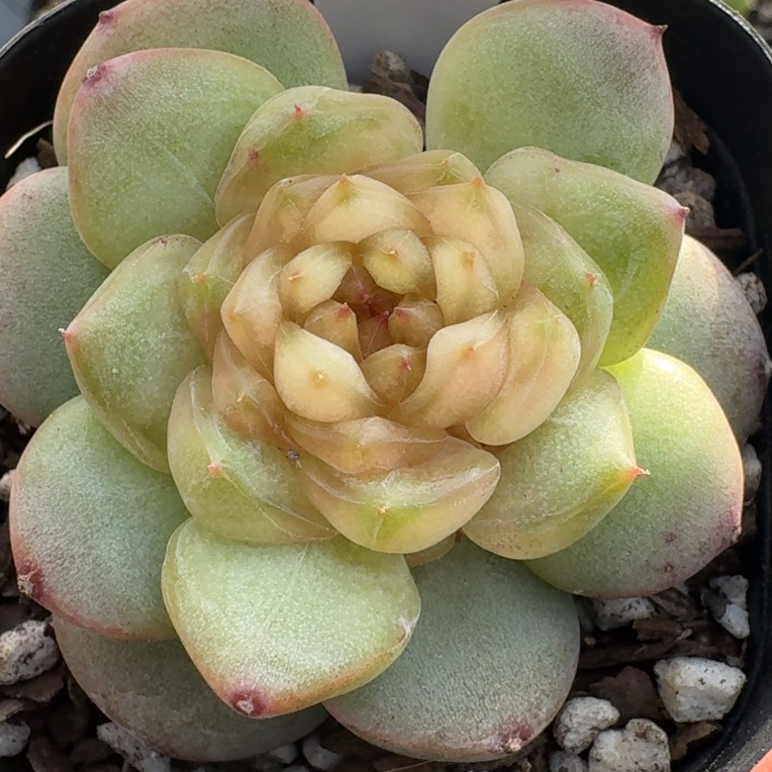 0327-70-炫彩单头一颗