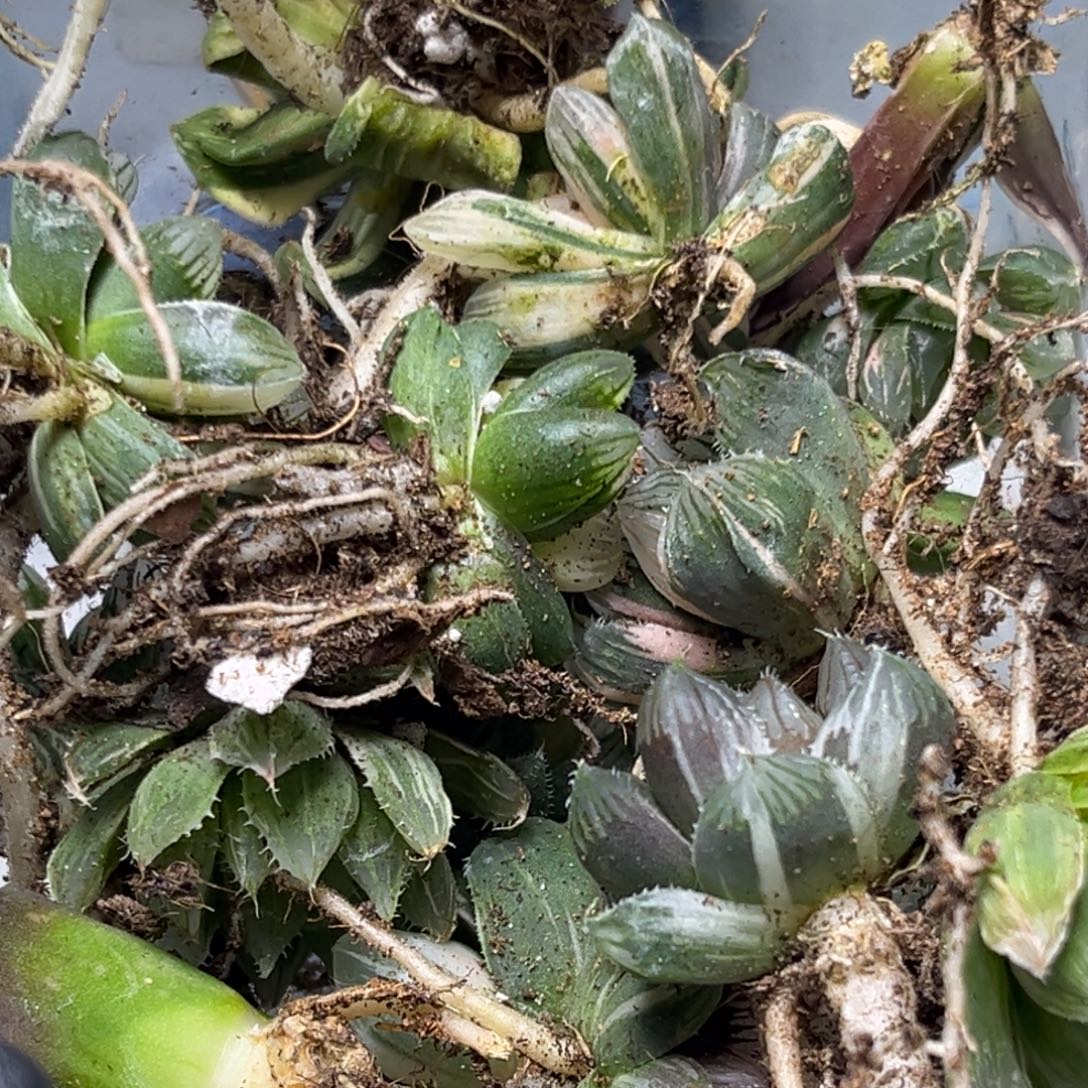 十二卷多肉植物2927裸根