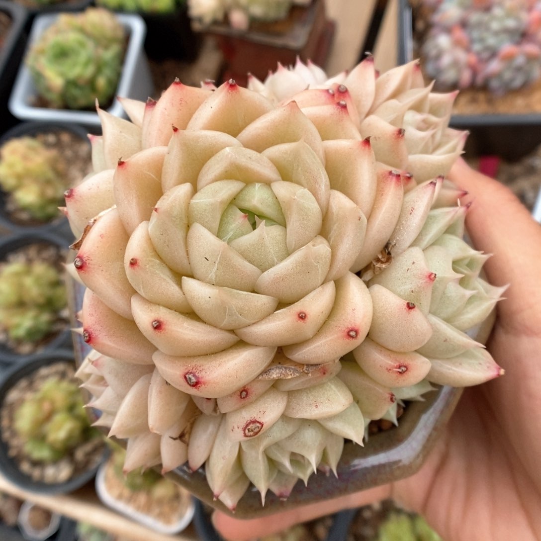 麦秆群生可拍。    