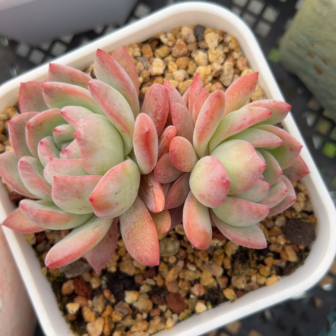 全明星精控多肉一物一拍