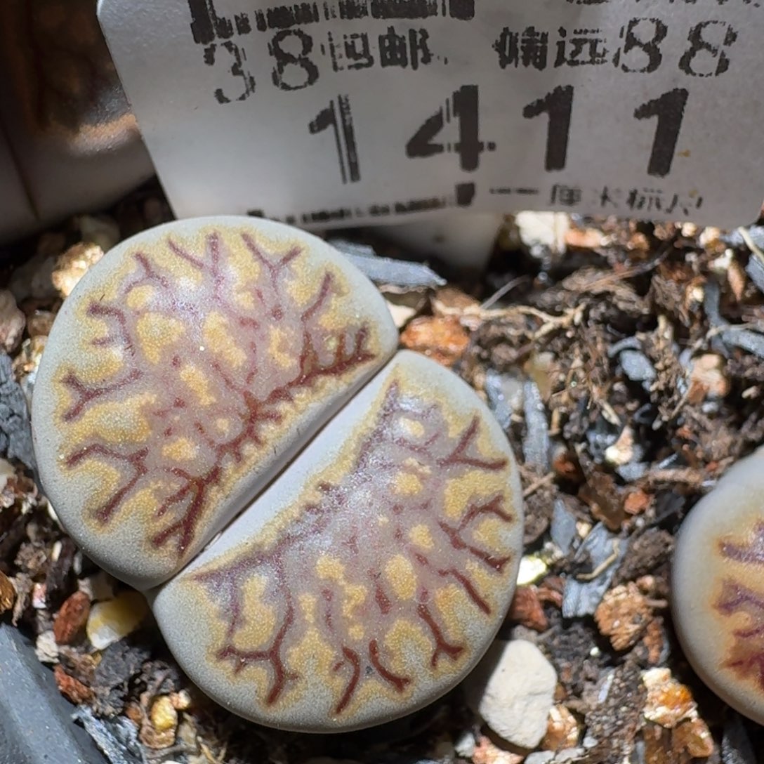 zzz精品也福利1411