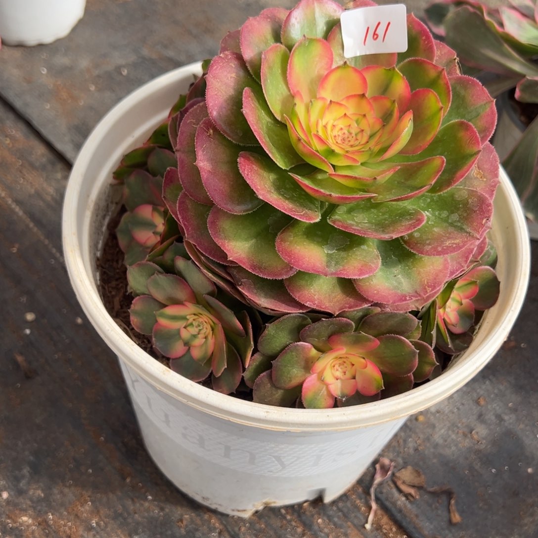 161荔枝多肉多肉多肉