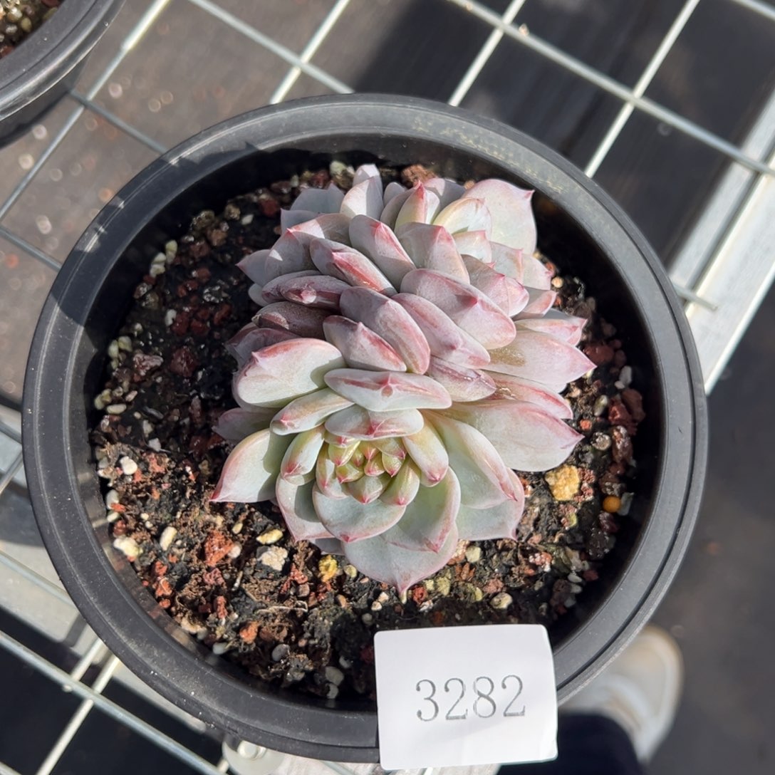 霖*月3282肉肉肉肉肉肉