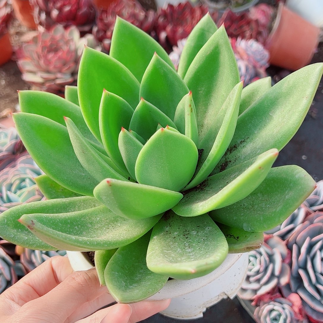 翠花大单头精品特价