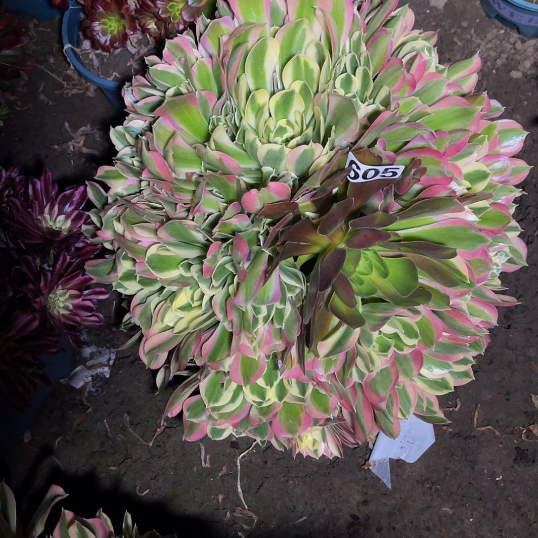 法师法师15–40包邮法师