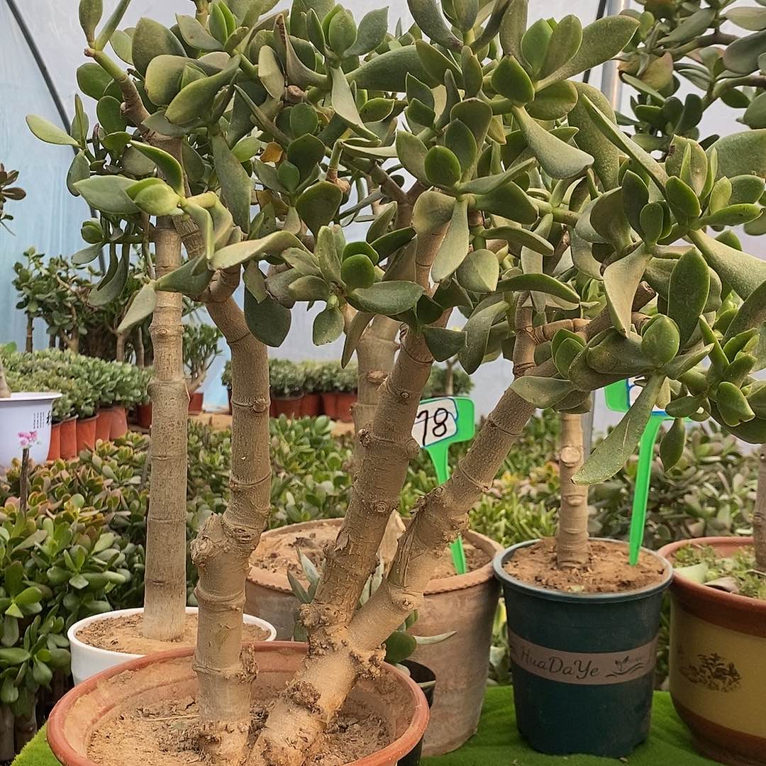 小****完全开放老青一物一拍