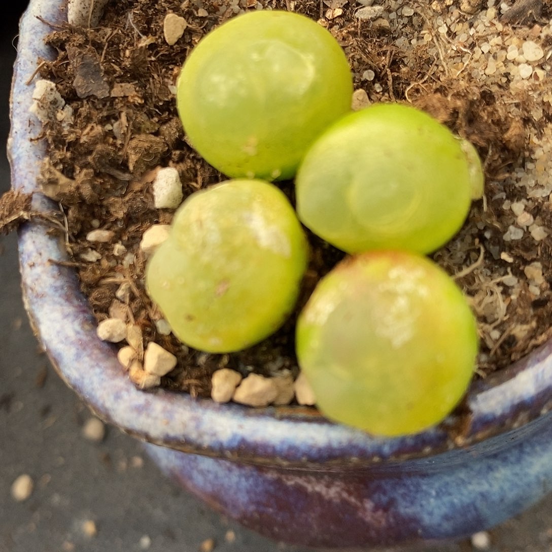 2156有瑕疵拉登一颗。       