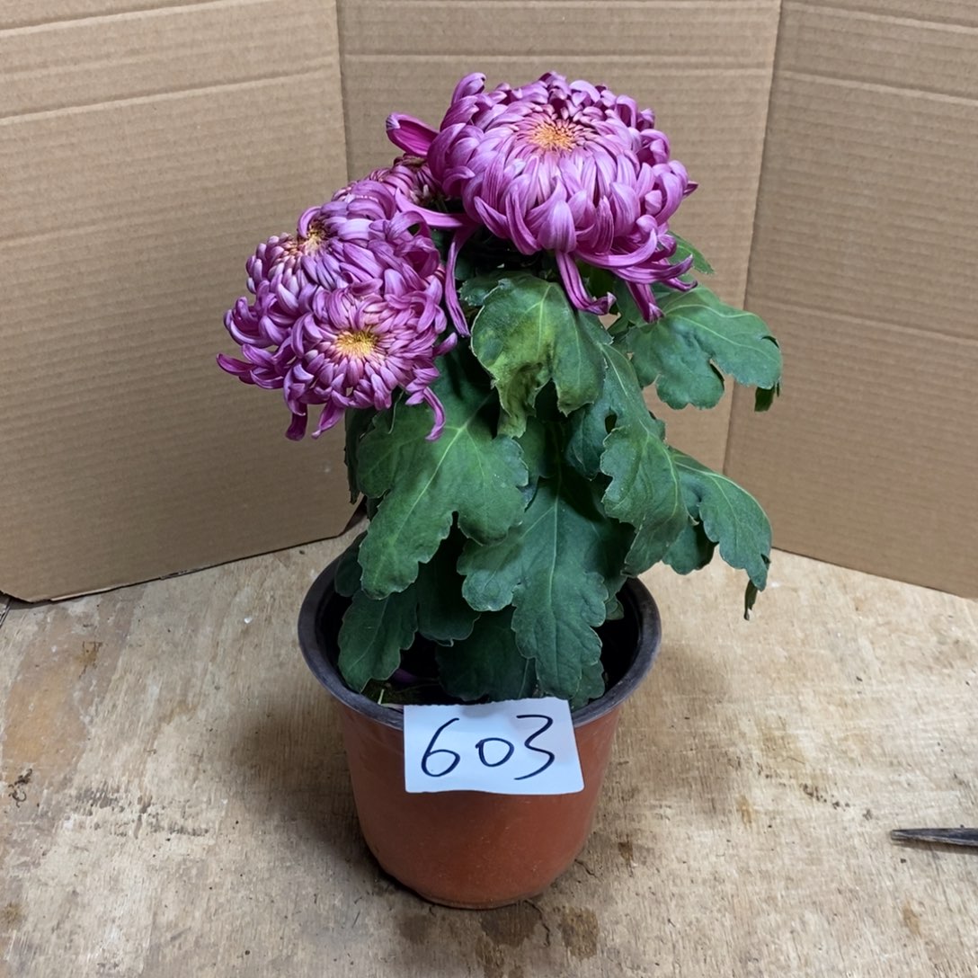 完全开放00000603