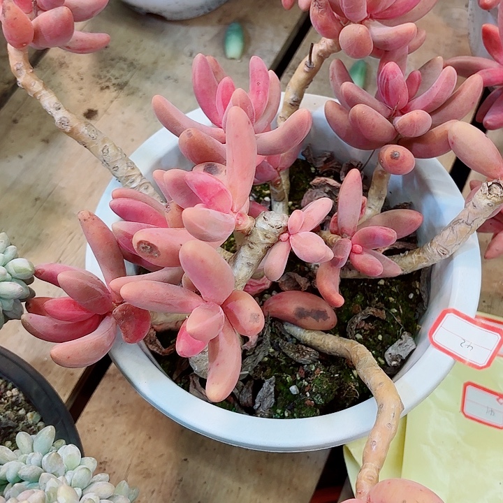 红手指一物一拍42号