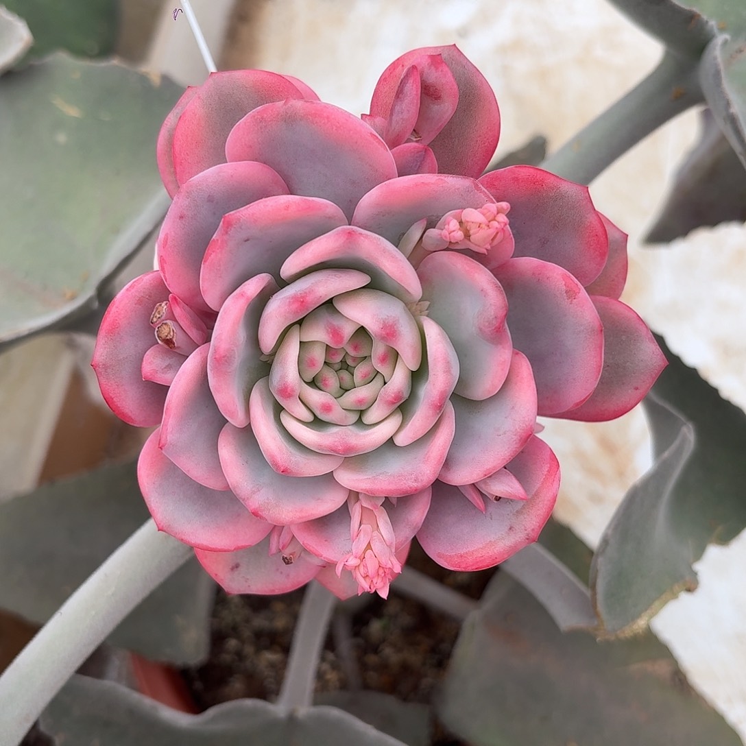 爱丽儿锦一物一拍