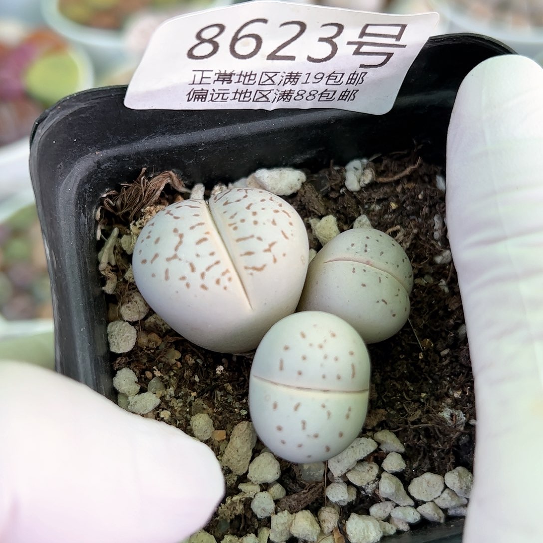 8623五年大白三头群mo m