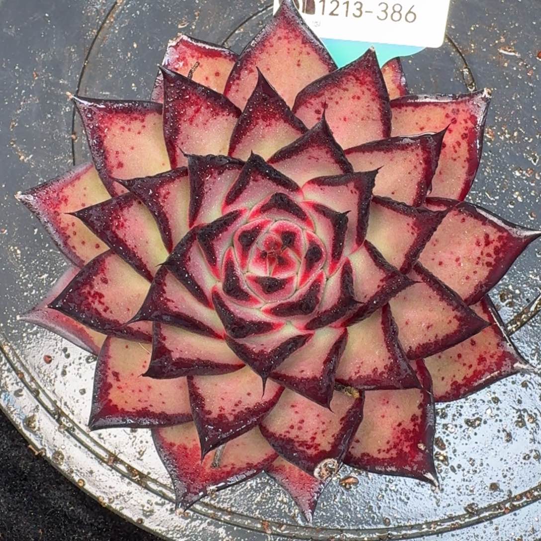 从前慢多肉精选编号1213.386