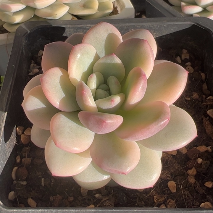 白马香水锦一物一拍锦龙