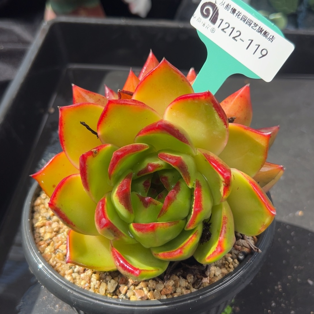 从前慢花园多肉编号1212-119