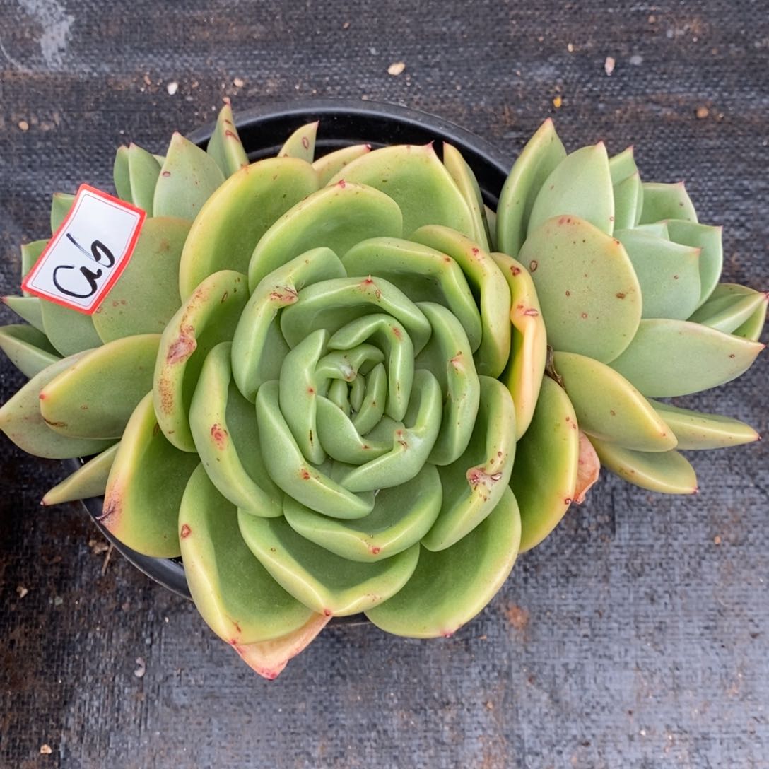 米*丫福利大漏a6        