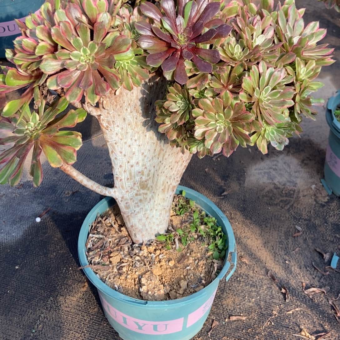 此***念粉黛朵朵缀化发货