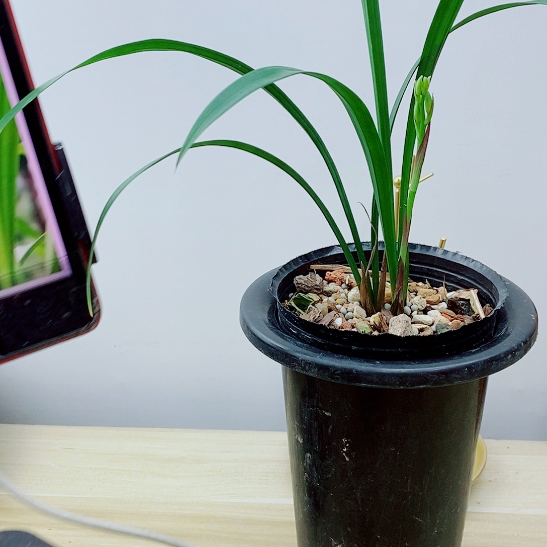 当前无花栽培后可以开花仙