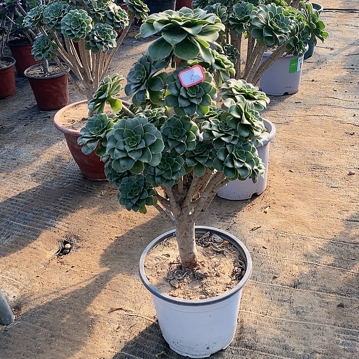 8，绿法师多肉法师的法师