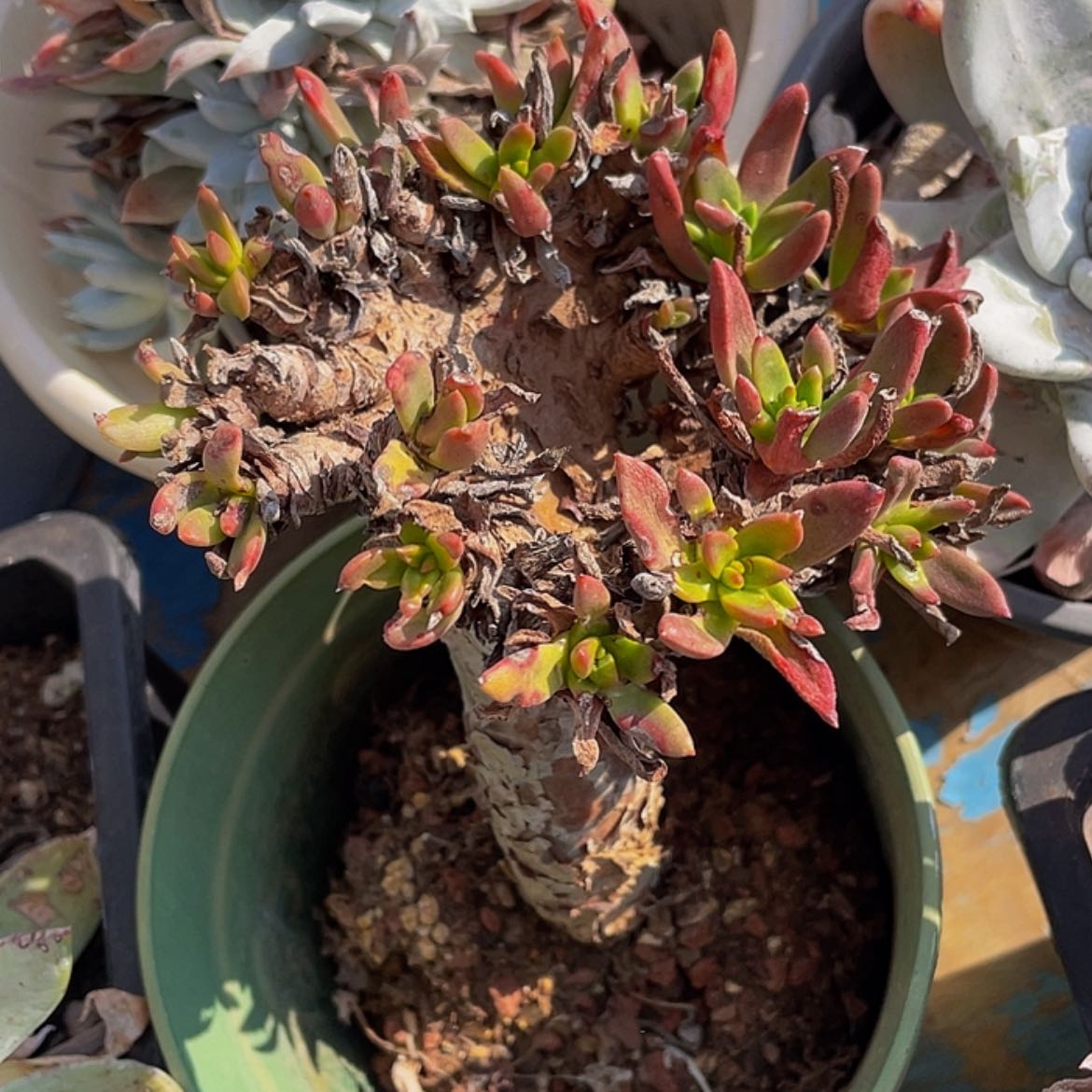 【闪购商品】青冈绿苹果