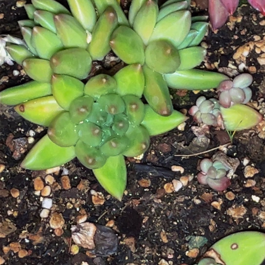 0373号上午多肉植物群生多肉植物