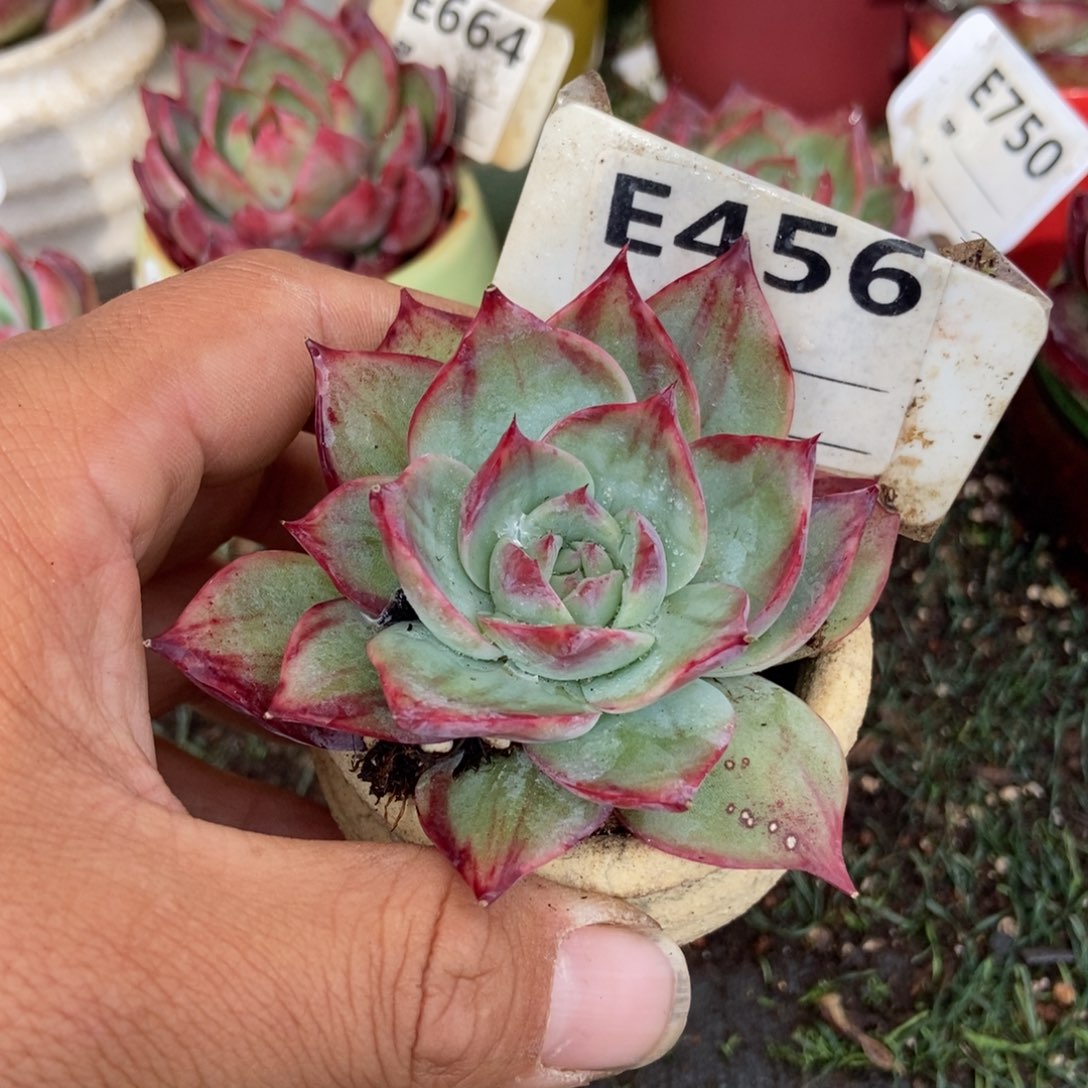 惊鸿一瞥456号多肉