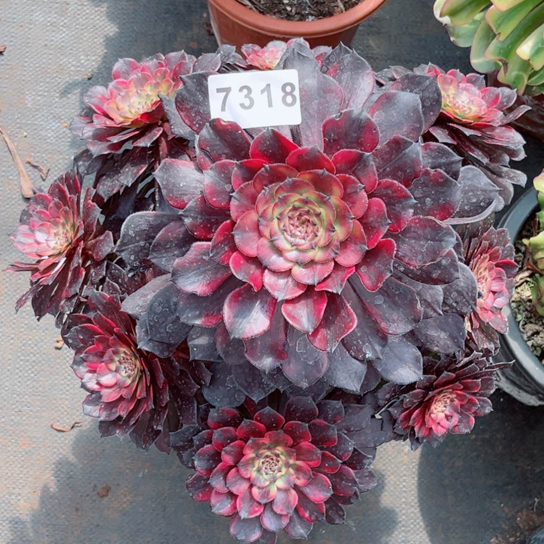 烟花多肉特价发货