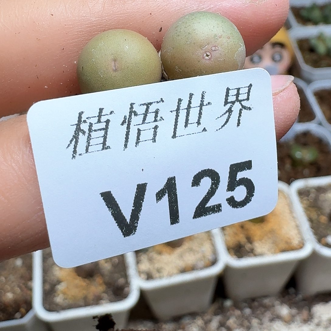 125盒多肉植物哇f g