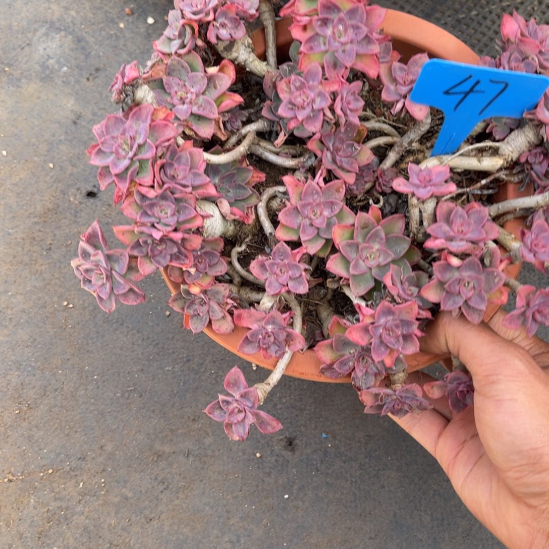 男****）0047高贵多肉