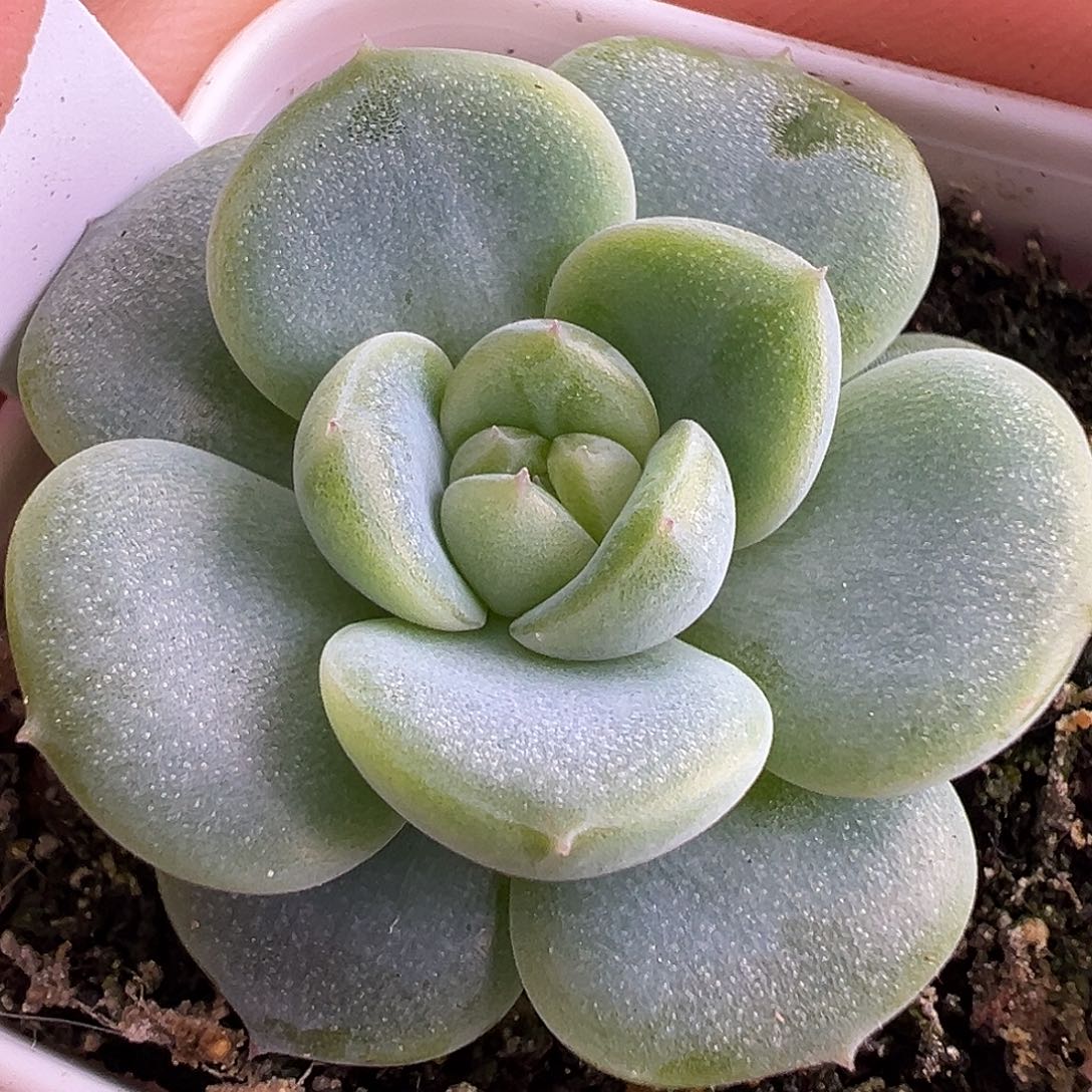 风花雪月 新品。未取名