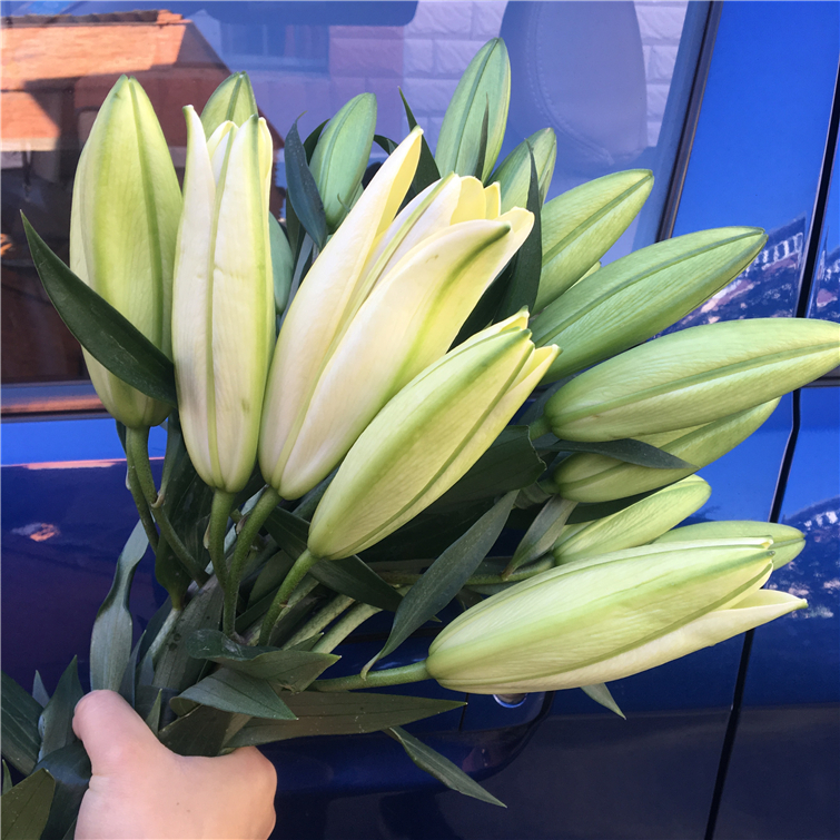 云南昆明基地直发百合花束真花水养家用插花速递同城