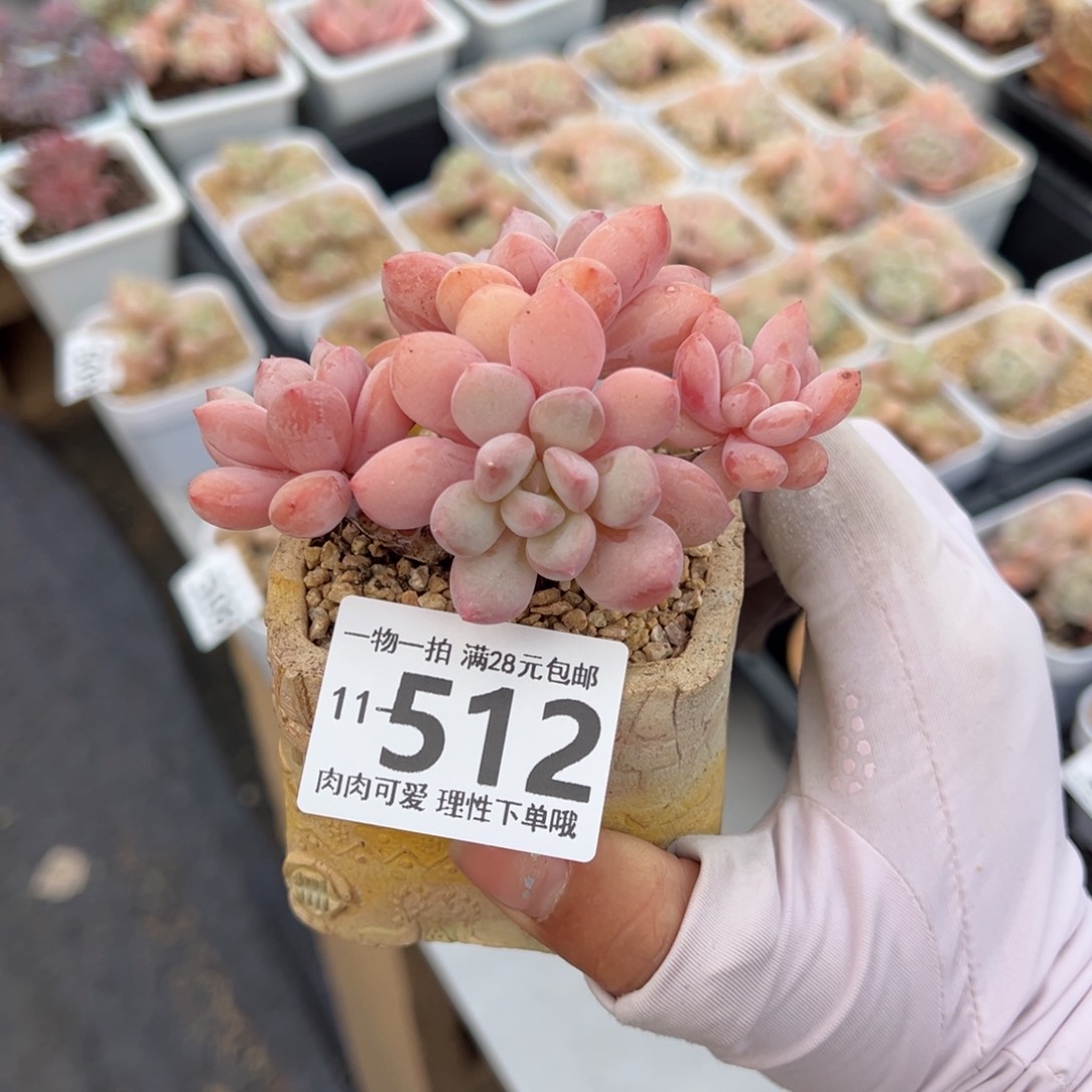 拉丝雨多肉多肉多肉多肉