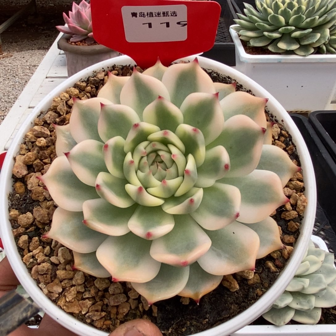 119号吉娃娃锦多肉植物