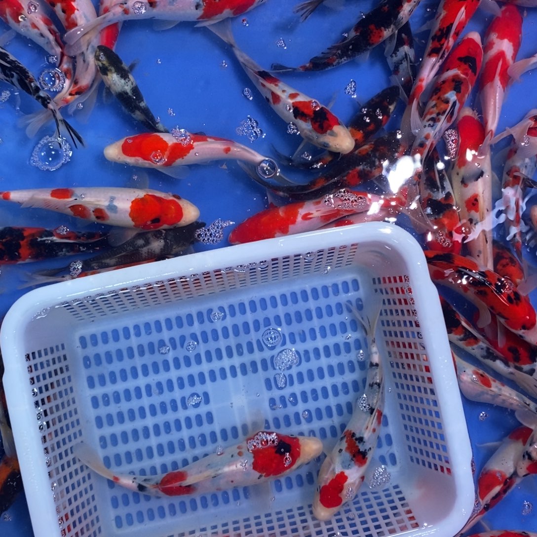 普***庆海水鱼锦鲤345678