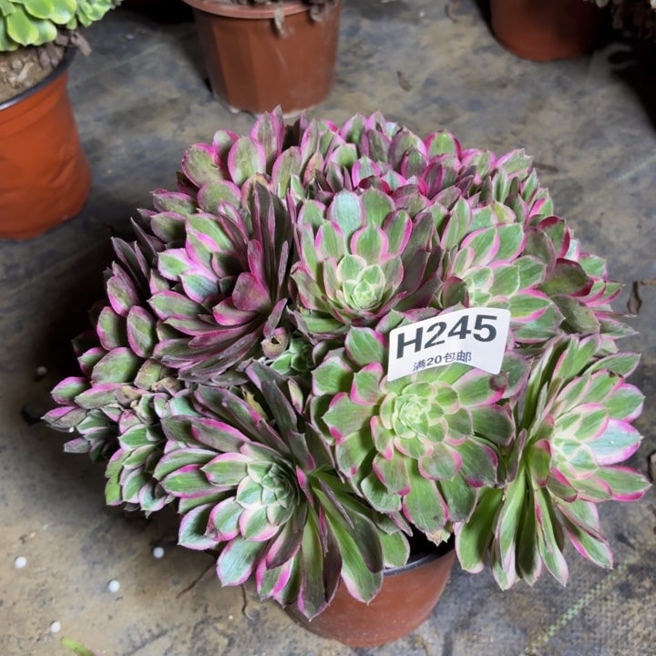 瑞妈，，。。。245孔雀翎，