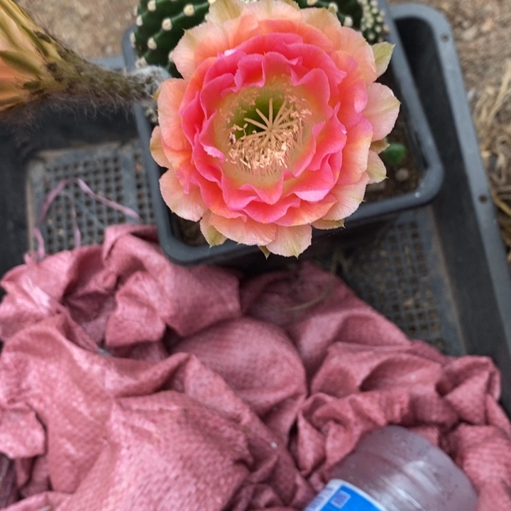 第*梦彩草仙人球系列